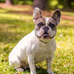 Koko - French Bulldog
