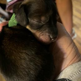 Green Collar - Chocolate and tan male Dachshund puppy in Paradise, Texas from Cap Ranch Miniature Dachshunds