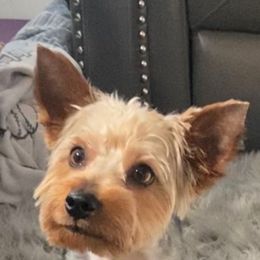 Zeus - Yorkshire Terrier