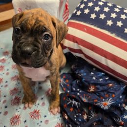 Boxer Puppies from Smith's Boxers