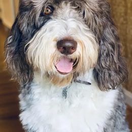 Aussiedoodles from Allons-yLife