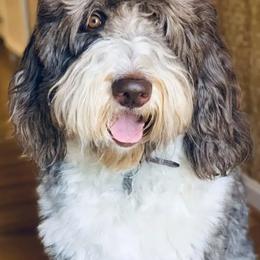 Aussiedoodles from Allons-yLife