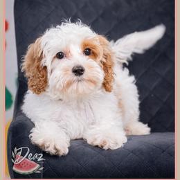 Jasmine - Red and white female Cockapoo puppy in Connersville, Indiana from Deaz Doodle Ranch