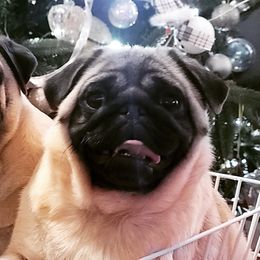 Pugs from GEORGIA.PUGS