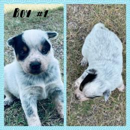Boy 1 - Blue mottled male Australian Cattle Dog puppy in Prague, Oklahoma from S&B Cattle Co.
