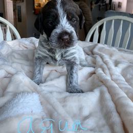 Wirehaired Pointing Griffon Puppies from Happy Hollow Griffons