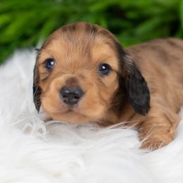 Myles - Dapple male Dachshund puppy in Barnesville, Pennsylvania from Dachsy