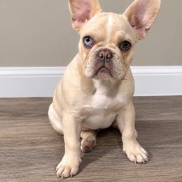 French Bulldog Puppies from Frenchies That...