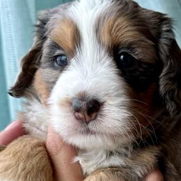 Aussiedoodles, Australian Mountain Doodles, and Bernedoodles from Sassy Pants Pups