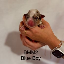 Blue Ribbon Blue Merle Boy - Blue merle male Australian Shepherd puppy in Dundee, Ohio from Aussies Of Circle H