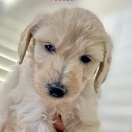 Goldendoodle Puppies from FURever Goldendoodles