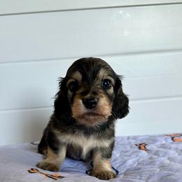 Olive- (Violin) - Sable female Dachshund puppy in Wolf Lake, Indiana from Canisteo Dachshunds