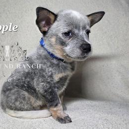 Apple - Blue male Australian Cattle Dog puppy in Silsbee, Texas from Rockin ND Ranch