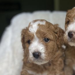 Goldendoodles from Heartfelt Doodles