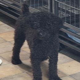 Shelby - Poodle