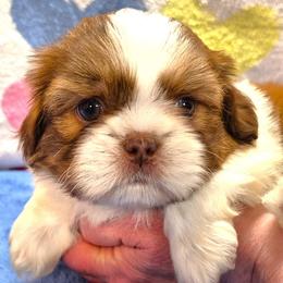 DILAN - Gold and white male Shih Tzu puppy in Candler, North Carolina from Pup-Tzu WNC