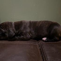 Nova - Brindle female Great Dane puppy in French Creek, West Virginia from Villa-Danes Von Kraus