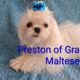 Preston - White male Maltese puppy in Jacksonville, North Carolina from Grantham Maltese
