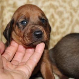 Redbone Coonhound Puppies from Reedy Creek Redbones