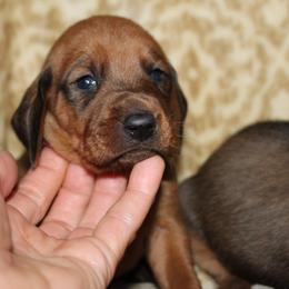 Redbone Coonhound Puppies from Reedy Creek Redbones