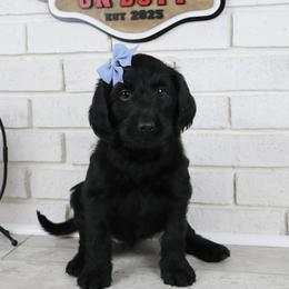 Bonnie - Black female Labradoodle puppy in Bryantown, Maryland from Doodles on Duty