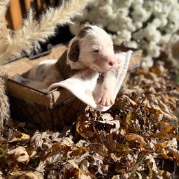Topaz - Blue merle female Aussiedoodle puppy in Kensington, Ohio from Hickory Hideaway Doodles