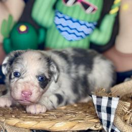 Samson - Blue merle male Miniature Australian Shepherd puppy in California from Eagle River Aussies
