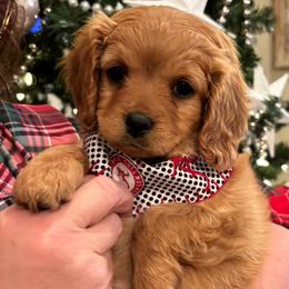Cavapoo and Portuguese Water Dog Puppies from Gulf Coast Puppies