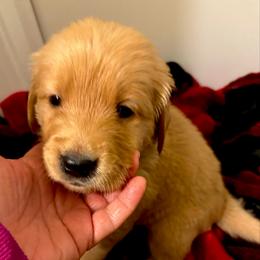 Bowie - Dark golden male Golden Retriever puppy in Seville, Ohio from Retriever Ranch