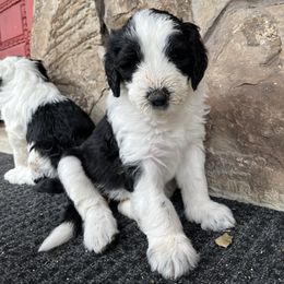 Old English Sheepdog and Sheepadoodle Puppies from Doodlefolk
