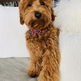 Bernedoodle and Goldendoodle All Grown Up from Kimberlee’s Kennels