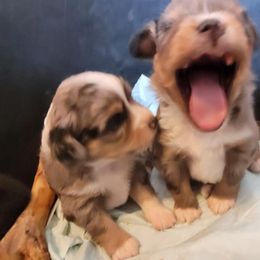 Miniature Australian Shepherd and Toy Australian Shepherd Puppies from Heritage Homestead