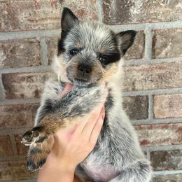 Girl 1 - Blue female Australian Cattle Dog puppy in Irvington, Kentucky from Dry Valley’s Australian Cattle Dogs