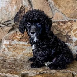 Poodle puppies from Laurie Martin