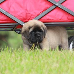 Mastiff Puppies from Beaver Creek Mastiffs