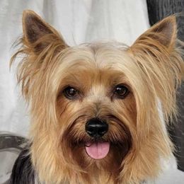 Marnie - Yorkshire Terrier