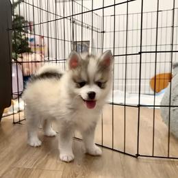 Pomsky Puppies from A1 Pomskies