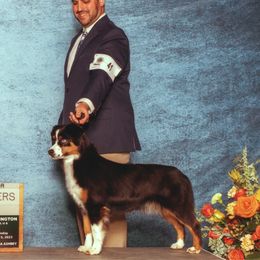Taz - Miniature American Shepherd