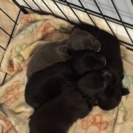 Chihuahua Puppies from KB Chihuahuas