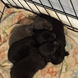 Chihuahua Puppies from KB Chihuahuas