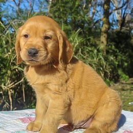 Golden Retriever Puppies from Sunshine Goldens