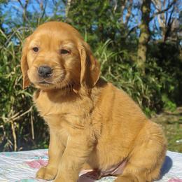 Golden Retriever Puppies from Sunshine Goldens