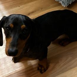 Sammy - Dachshund