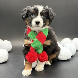 Lyric - Black tri female Miniature Australian Shepherd puppy in Covington, Pennsylvania from Rigas Mini Aussies LLC
