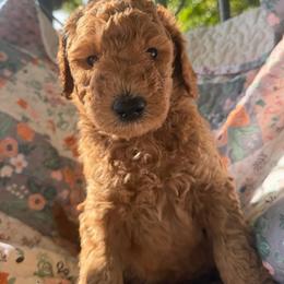 Mbappe- Boy 4 (brown collar) - Red  male Goldendoodle puppy in Auburn, Indiana from Cooper’s Doodles