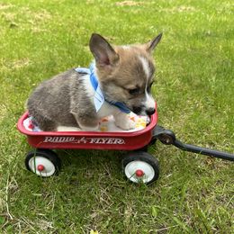 Blue collar (NBT) - Red male Pembroke Welsh Corgi puppy in Eaton, New York from Snomoon Miniature Pinschers  & Pembroke Welsh Corgi