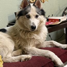 Cosmo - Siberian Husky