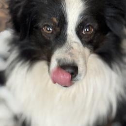 Ripley - Black tri male Miniature Australian Shepherd puppy in Jones, Oklahoma from J&R Aussies/Shih Tzu