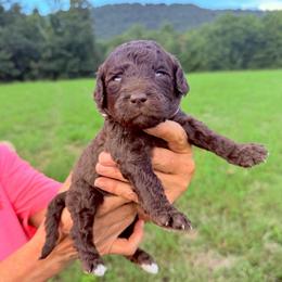 Willow - Chocolate female Goldendoodle puppy in Jasper, Georgia from Harrington Doodles & Poodles