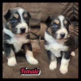 B- BLACK TRI COLOR - Black tri-color female Australian Shepherd puppy in Yakima, Washington from Luna's Australian Shepherd